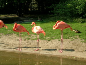 ZOO flamencoer